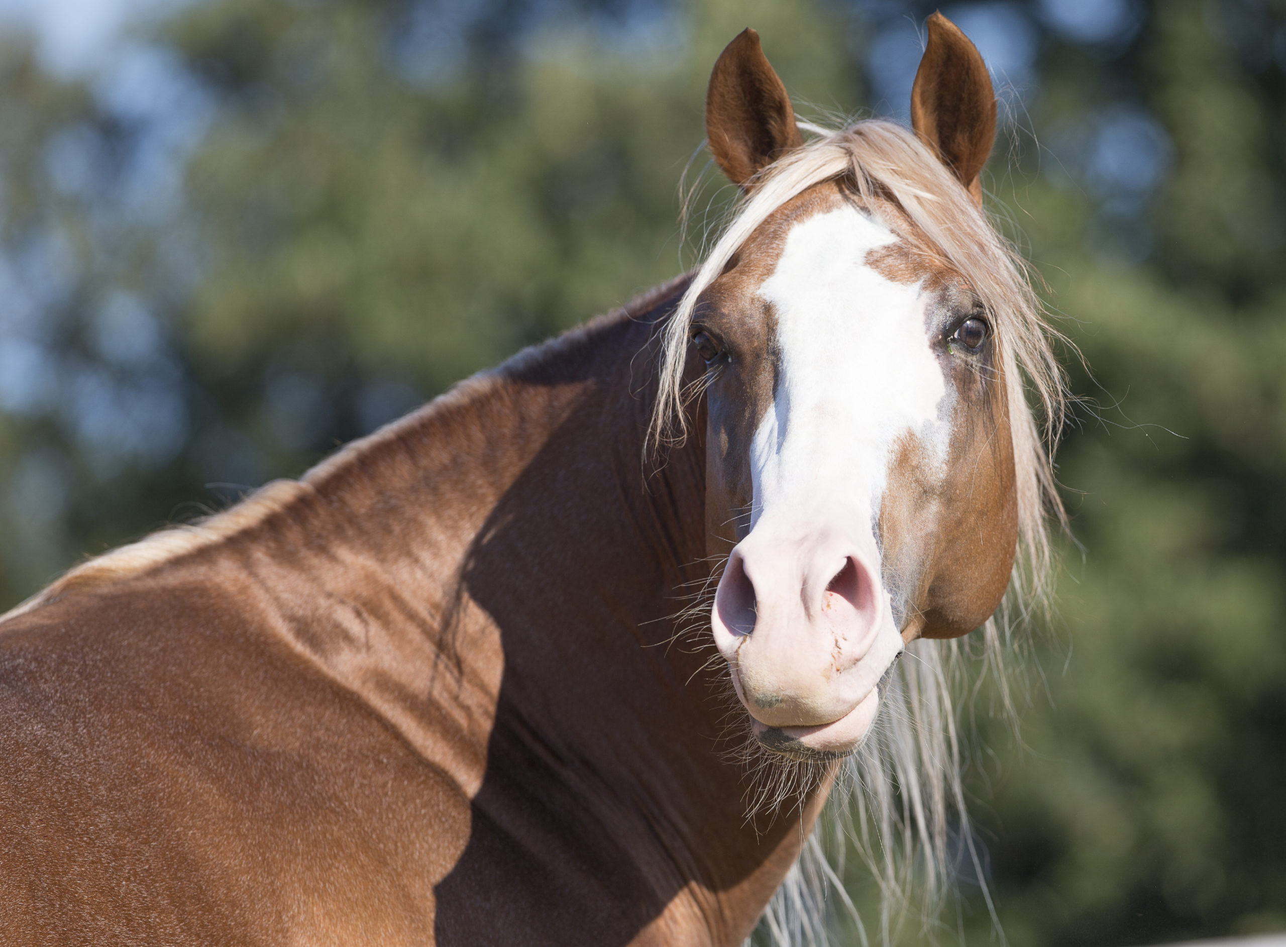 Horses can tell if you’re having a bad day