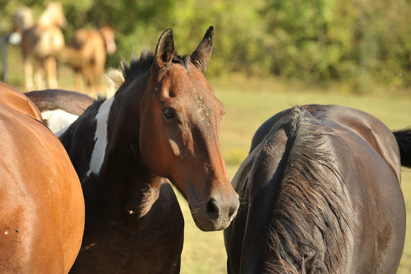 Horses grazing