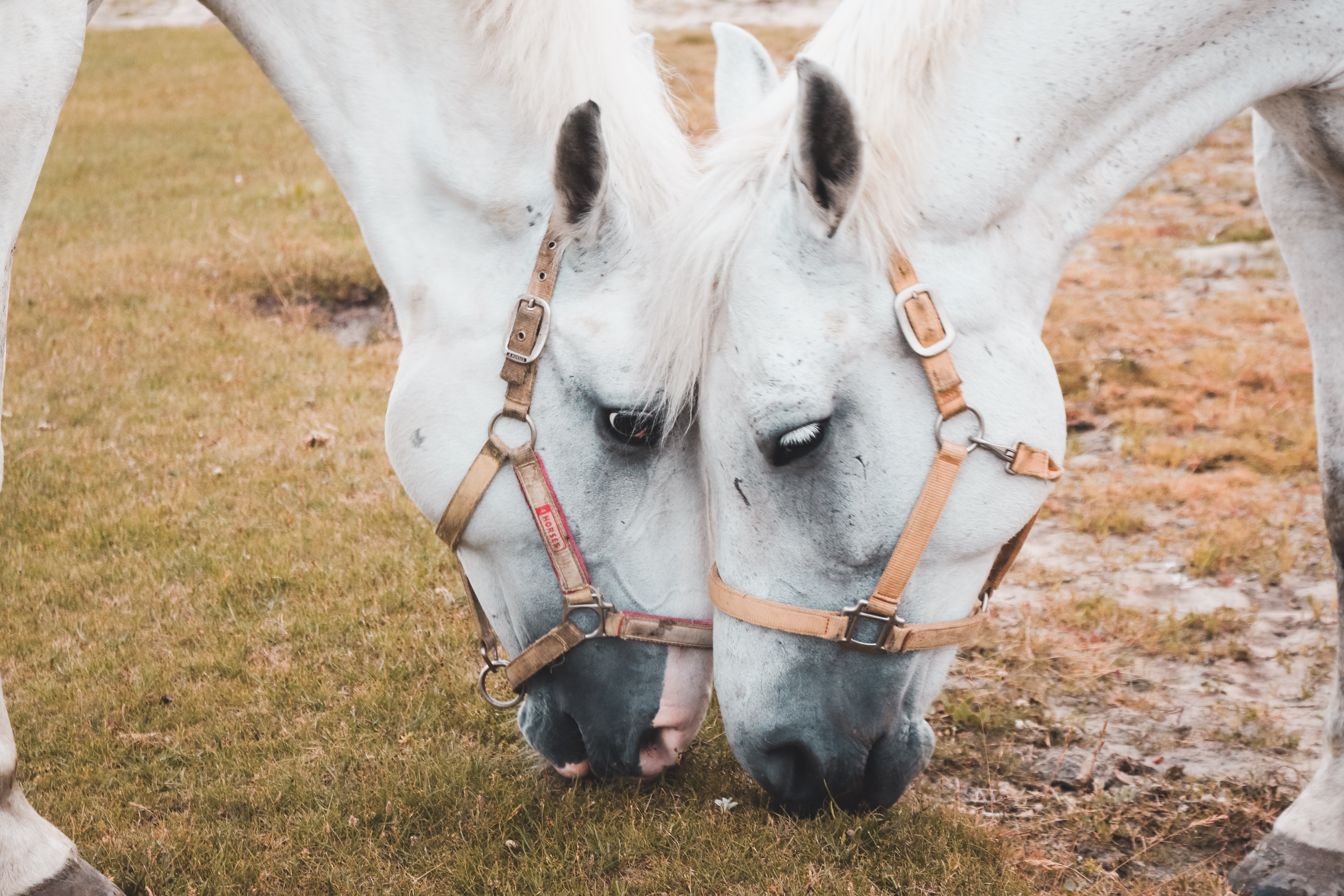 equus note app