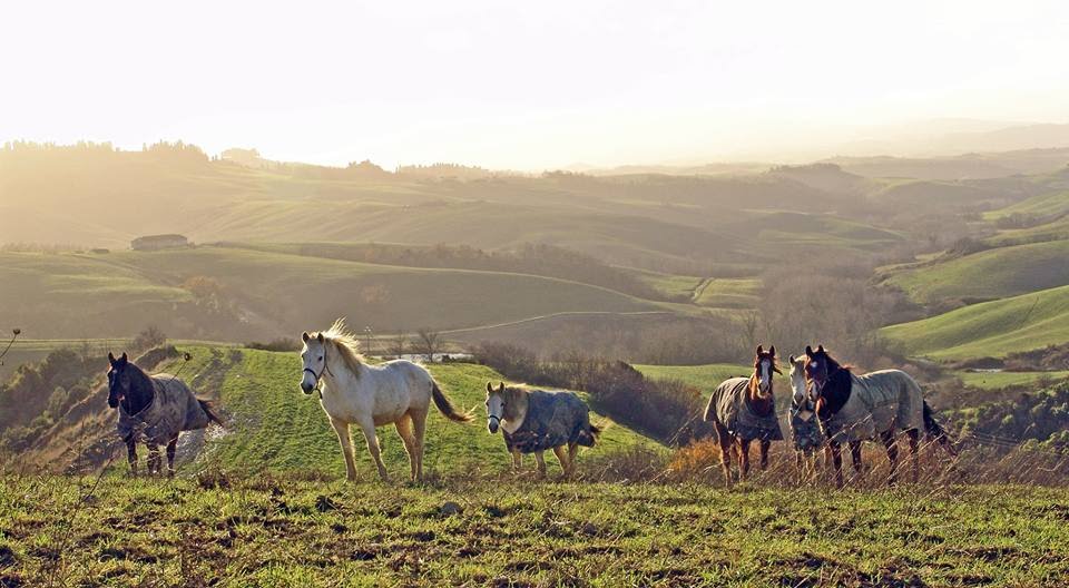 equestrian diary
